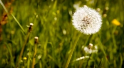 خیلی خیلی کوچک (2) (آفتاب گردان)